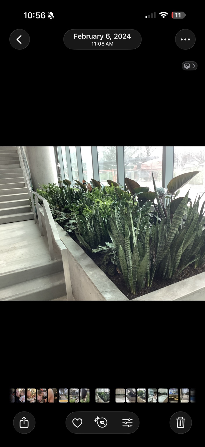 Indoor planter with layered tropical plants beside windows and stairs